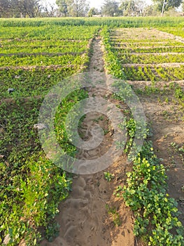 Natural beautiful!Drinking water in the fields?