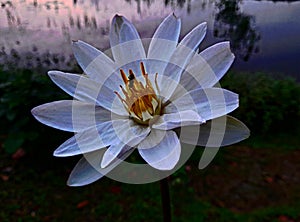 Natural beautiful flower.deshi flower