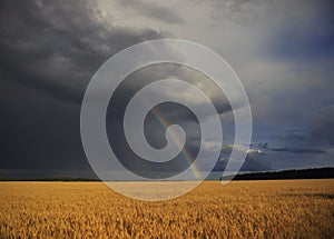 Natural beautiful landscape with blue stormy sky with clouds and bright rainbow over field of Golden ripe ears of wheat