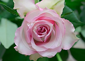 Natural and beautiful pale pink rose