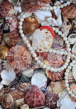 Natural beautiful sea background from many shells of different s