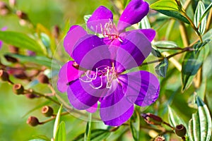 Natural Beauty Of Blooming Purple Flowers Of Pleroma Semidecandrum Plants Among Leaves In The Warmth Of Morning Sunlight
