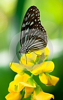 The Natural Beauty of Butterfly