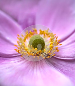 Natural beauty - close-up flow