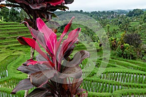 Natural Beauty: Cordyline in a Vibrant Green Landscape