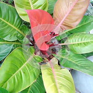 Natural beauty different colour leaves in one plant red green yellow brown home garden sri lanka