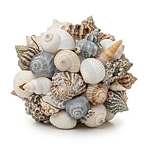 The natural beauty and diversity of marine shells emphasizing their structura