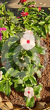 natural beauty flower environments leaf