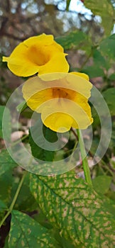 natural beauty flower environments leaf