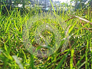 Natural beauty of grass with dewdrop