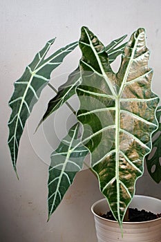 Natural beauty of indoor plants named `Alocasia Amazonica` photo
