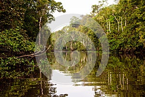 Natural beauty of the Kinbatangan river in the Borneon rainforest
