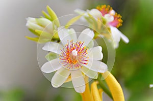 The natural beauty of Pereskia aculeata flower in the backyard