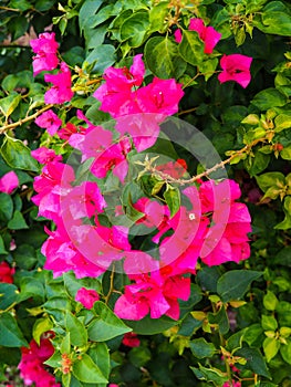 Natural beauty Pink bougainvillea flower