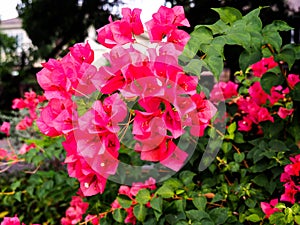 Natural beauty Pink bougainvillea flower