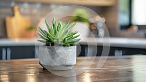 The natural beauty of a single succulent planted in a minimalist concrete pot adds a touch of greenery and simplicity to
