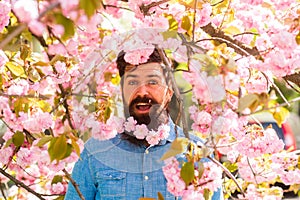 Natural beauty surrounds me. Handsome bearded man outdoors. Happy easter. Hipster in cherry bloom. Man in sakura blossom