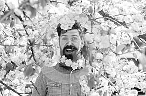 Natural beauty surrounds me. Handsome bearded man outdoors. Happy easter. Hipster in cherry bloom. Man in sakura blossom
