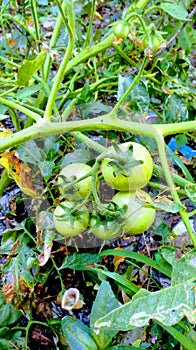 Natural beauty tomato green green tomato green tree five tomato length