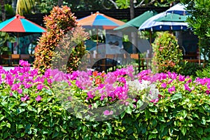 Natural Beauty Tropical Garden Park With Pink White Flowers Of Fence Bougainvillea Ornamental Plants