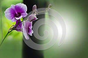 Natural beauty of tropical orchid in green tones background