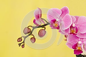 Natural beauty violet orchid