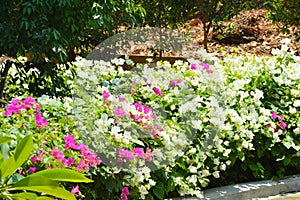 Natural Beauty Of White And Pink Colors Of Bougainvillea Fence Plants