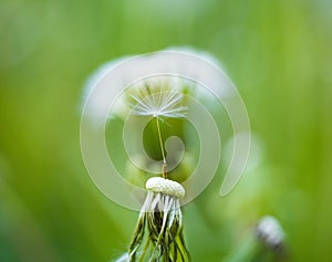 Natural beauty. Wild dandelion on summer day. Taraxacum flower on nature landscape. Dandelion flower seeds blowing away
