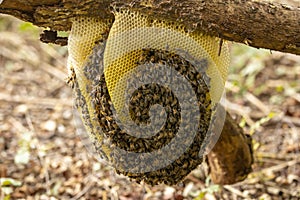 Natural bee hive with layered honeycomb full of the insect