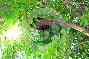 Natural bee hive is stuck on the underside of a tree branch.