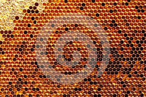 Natural beebread in honeycombs