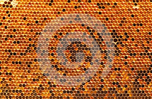 Natural beebread in honeycombs