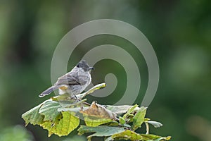 In natural behavior Sooty-headed bulbul