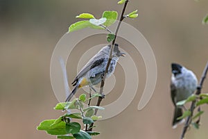 In natural behavior Sooty-headed bulbul