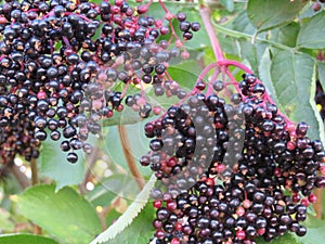 Natural berries of beautiful color and seeds to plant photo