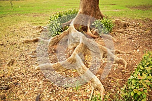 Natural Big Tree Roots In Jungle/Foprest Stock Photograph Image