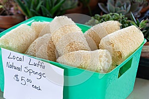 Natural biodegradable luffa sponges at a local market