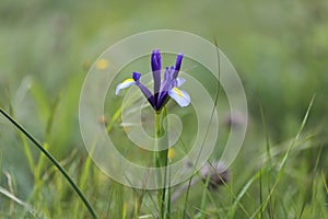 Natural biodiversity. Iris plant in the field.