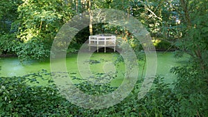 Natural biotope, romantic terrace overlooking a green duckweed pond Lemna Magnoliopsida