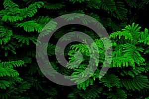 Natural bipinnate leaves texture using for background