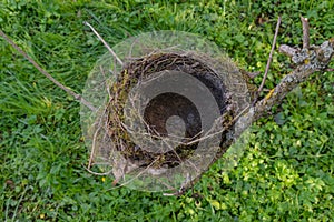 Natural bird bird`s birds nest on tree bush forest brach