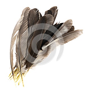 Natural bird feathers isolated on a white background. pile pigeon, chicken and goose feathers close-up. stack  bird feathers