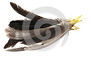 Natural bird feathers isolated on a white background. pile pigeon, chicken and goose feathers close-up. stack  bird feathers