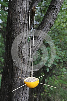 Natural bird feeder with sunflower seeds is hanging on a tree