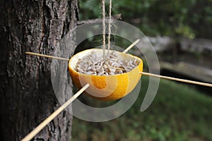 Natural bird feeder with sunflower seeds is hanging on a tree