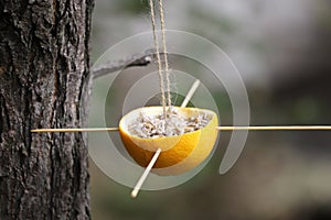 Natural bird feeder with sunflower seeds is hanging on a tree