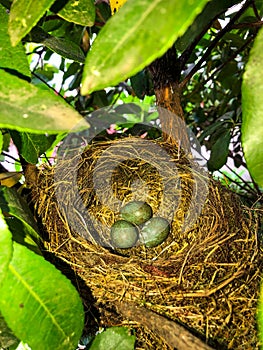 Natural bird nest with green eggs