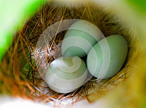 Natural birds eggs in nest