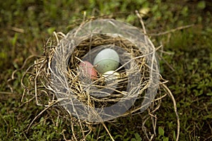 Natural Birds Nest