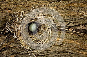 Natural Birds Nest